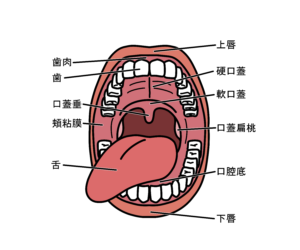 元住吉の歯医者、よしだ・ファミリー・歯科で歯科治療中に吐き気を感じる嘔吐反射の原因と軽減のためのポイントを解説